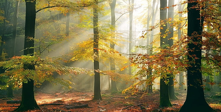 solstrålar, skog, höst, löv, träd, dimma, solljus, natur, landskap, HD tapet