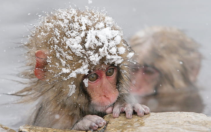 Monyet, Maca Jepang, Wallpaper HD