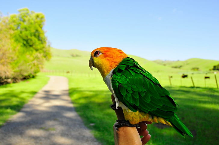 *** Perroquet coloré ***, zwierzeta, ptaki, papuga, kolorowa, animaux, Fond d'écran HD