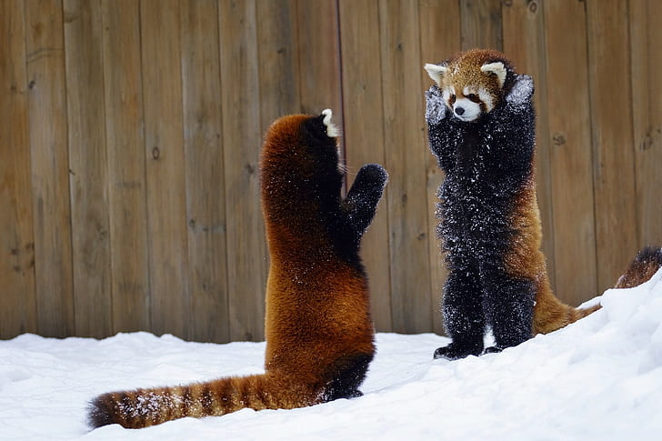 red panda, mammals, animals, HD wallpaper