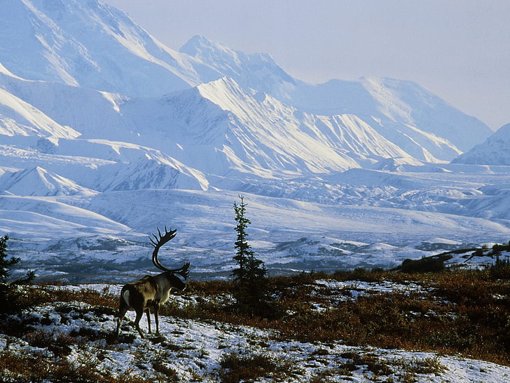 Amazing Alaska, black and white moose, World, Alaska, world wallpapers, alaska wallpapers, HD wallpaper