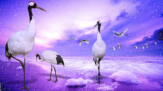 Cranes, CROWNED, Japan, HD wallpaper HD wallpaper