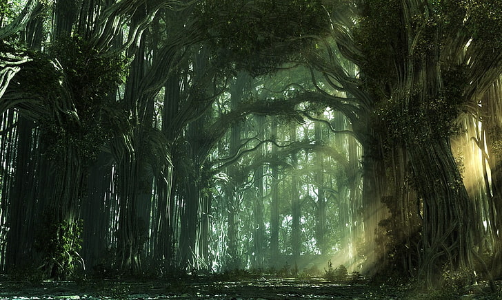 ป่าไม้, วอลล์เปเปอร์ HD