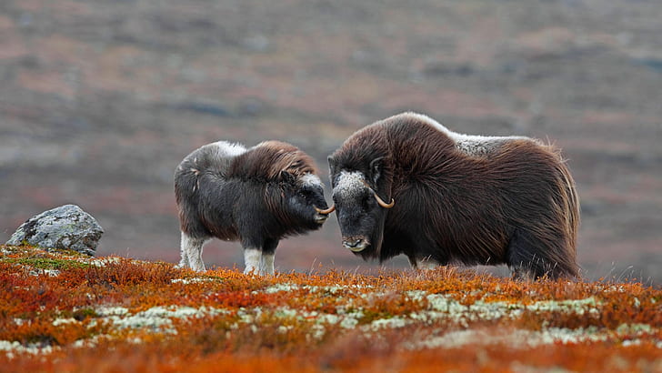 Норвегия, национальный парк, овцебык, Доврефьель-Сундалсфьелла, HD обои