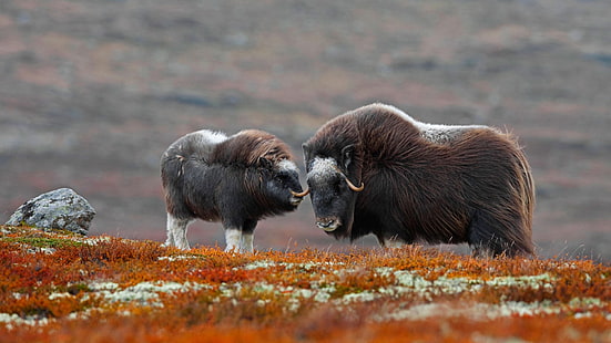 Норвегия, национальный парк, овцебык, Доврефьель-Сундалсфьелла, HD обои HD wallpaper