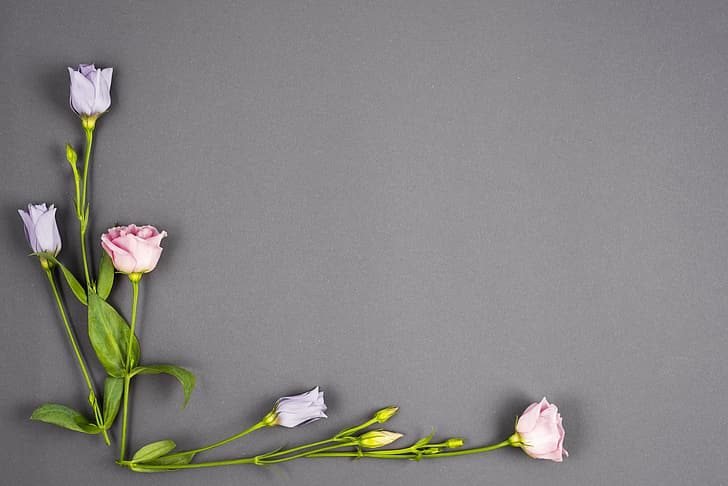 bunga, latar belakang, kuncup, merah muda, ungu, eustoma, Wallpaper HD