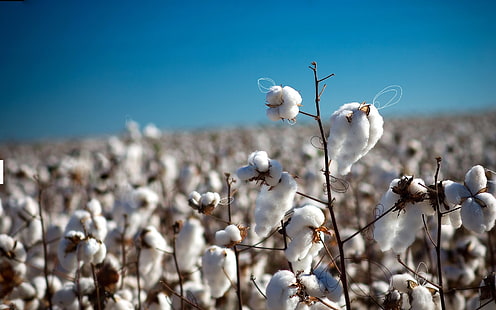 campo de flores de algodón, rama, pelusa, algodón, Fondo de pantalla HD HD wallpaper