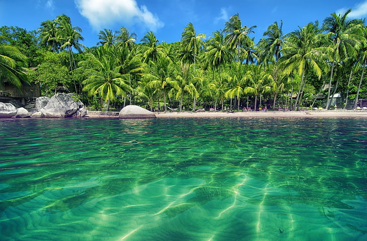 зелени кокосови дървета, палми, вода, плаж, тропически, HD тапет