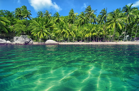 coqueiros verdes, palmeiras, água, praia, tropical, HD papel de parede HD wallpaper