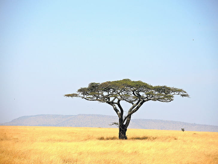 zielone drzewo liściaste w polu trawy, tanzania, park narodowy serengeti, tanzania, park narodowy serengeti, Tanzania, park narodowy Serengeti, spokój, zielony liść, drzewo, trawa, pole, park narodowy Serengeti, przyroda, pustynia, akacja, nikon, afryka, akacja, krajobraz, sawanna, Tapety HD