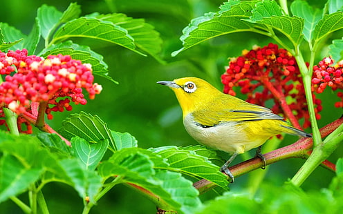 Hermoso pájaro amarillo hojas verdes y flores rojas fondo de pantalla Hd 3840 × 2400, Fondo de pantalla HD HD wallpaper