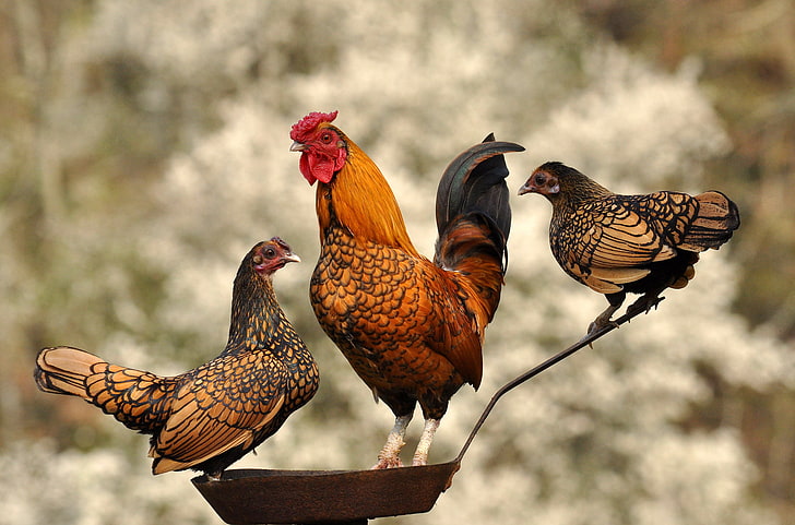 brown roosters, birds, cock, pan, chickens, HD wallpaper