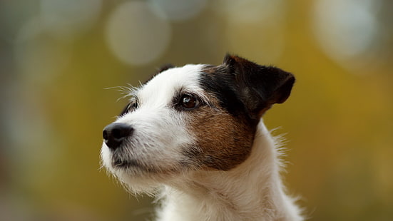 perro, bokeh, Jack Russell Terrier, animales, Fondo de pantalla HD HD wallpaper
