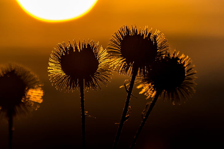 silhouette photography of round flowers, burdock, burdock, Burdock, Sunrise, silhouette, photography, round, flowers, plants, Moncton, clouds, nature, dandelion, summer, flower, plant, sunset, beauty In Nature, outdoors, yellow, sunlight, sky, close-up, HD wallpaper