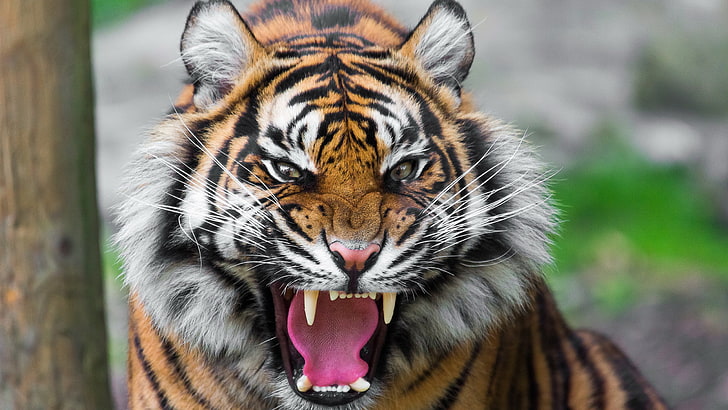 brüllender Tiger hd, HD-Hintergrundbild