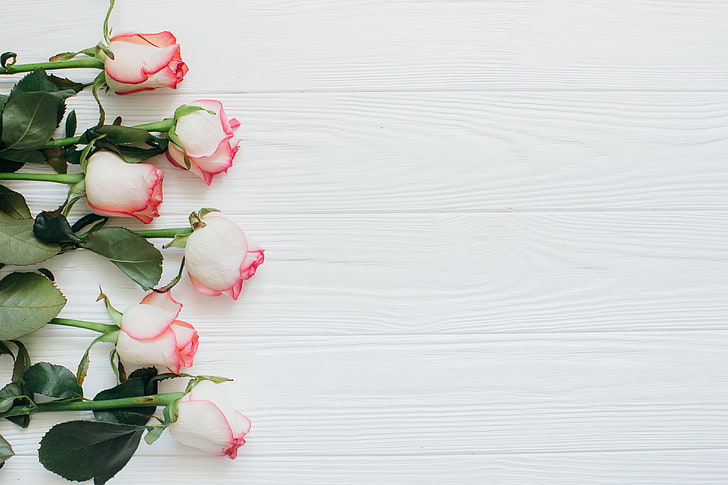 Blumen, Rosen, weißer Hintergrund, Knospen, HD-Hintergrundbild