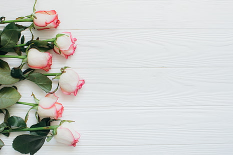 blommor, rosor, vit bakgrund, knoppar, HD tapet HD wallpaper