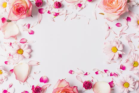  flowers, roses, chamomile, petals, pink, rose, fresh, tender, frame, HD wallpaper HD wallpaper