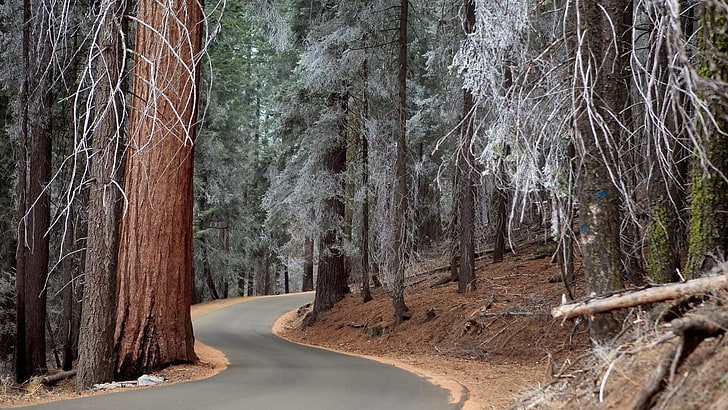 сив бетонен път между горски дървета, гора, дървета, път, HD тапет