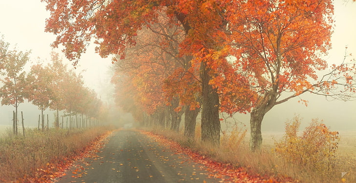 дорога, осень, деревья, туман, листва, Робин де Бланш, Красная дорога, HD обои