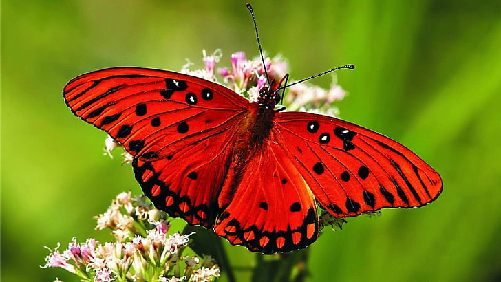 mariposa, mariposa roja, flor, recoger, cerrar, insecto, macro, invertebrados, polinizadores, néctar, fotografía macro, hermosa, Fondo de pantalla HD