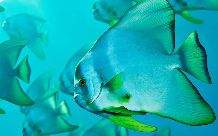 alam, ikan, kehidupan laut, ikan tropis, biru, Wallpaper HD