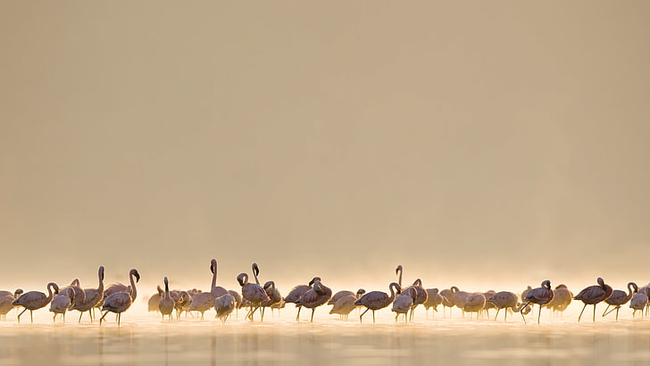 flock of birds, flamingos, birds, animals, HD wallpaper