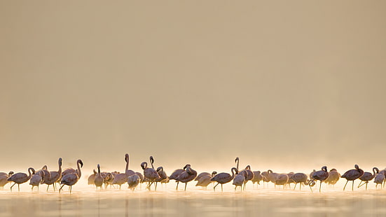 bando de pássaros, flamingos, pássaros, animais, HD papel de parede HD wallpaper