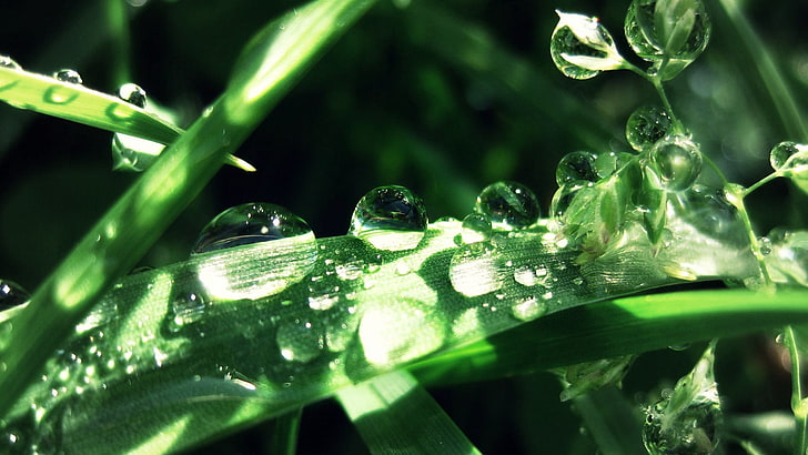 الورقة الخطية الخضراء ، العشب ، قطرات ، الندى ، الرطوبة، خلفية HD