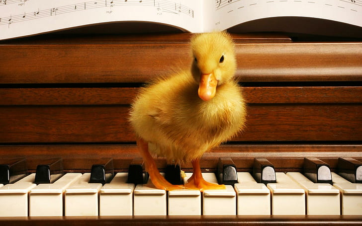 Simpatico musicista Duck, anatroccolo arancione e marrone;pianoforte verticale in legno marrone, pianoforte, anatra, musica, animali, animali, Sfondo HD