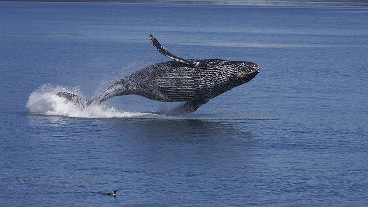 water, the ocean, bird, Alaska, long-armed whale, Gorbach, humpback whale, Kaira, HD wallpaper