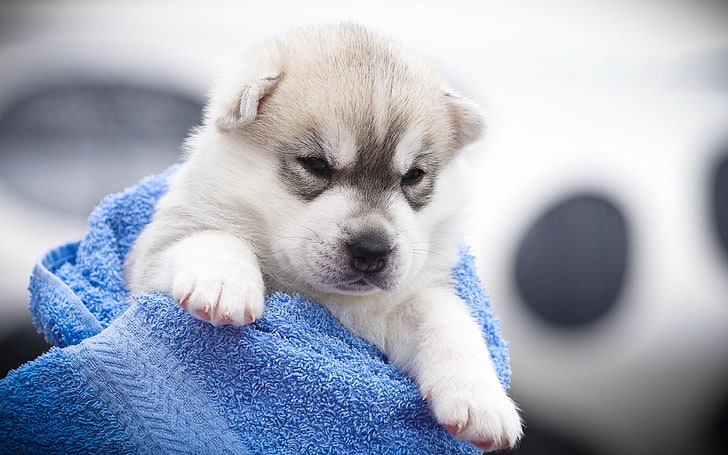 бяло и сиво сибирско кученце хъски, хъски, кученце, муцуна, ядосано, петнисто, HD тапет