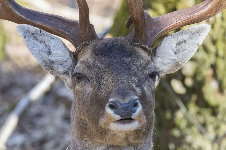 deer, horns, close-up, muzzle, black eyes, Animal, HD wallpaper
