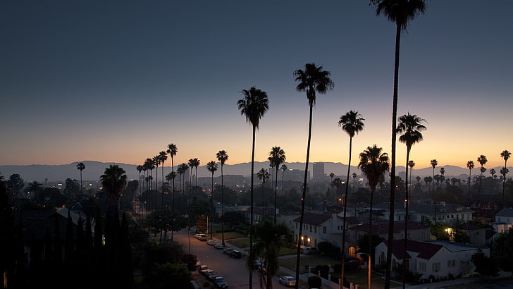 palmiye ağaçları, hindistan cevizi ağaçları ve gece, gökyüzü, gün batımı, Los Angeles, palmiye ağaçları, cityscape sırasında evler silüeti, HD masaüstü duvar kağıdı