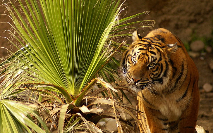 Majestuoso, tigre, fronda, hermoso, palmera, animales, Fondo de pantalla HD