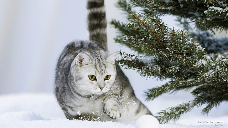 British Shorthair in Winter, Kucing, Wallpaper HD