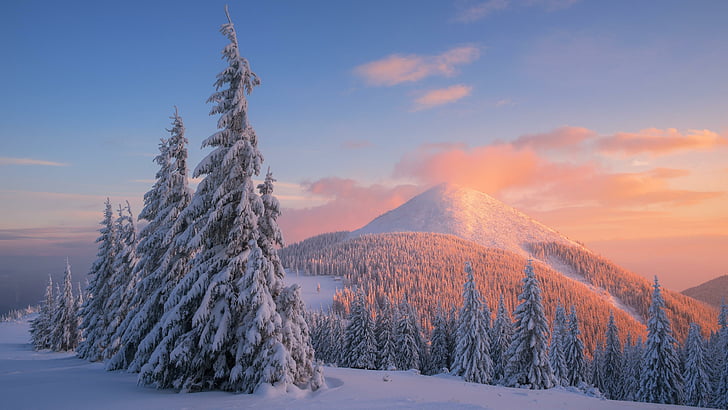 pin, forêt de pins, hiver, montagnes des Carpates, carpates, paysages, paysage, neigeux, neige, coucher de soleil, montagnes, pins, Fond d'écran HD