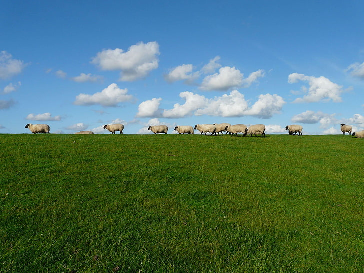 animals, clouds, field, flock, grass, grassland, grazing, landscape, nature, pasture, sheeps, sky, HD wallpaper