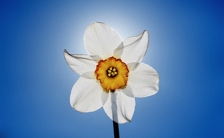 Narcissus, white daffodil flower, Seasons, Spring, flowers, narcissus, white flower, HD wallpaper