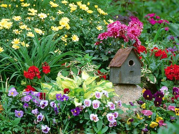 сива и кафява дървена кутия за птици, теменужки, далии, маргаритки, цветя, градина, цветна леха, къщичка за птици, HD тапет
