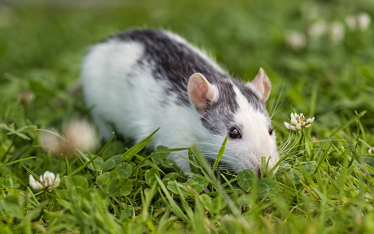 white and black mouse, rat, rodent, eyes, grass, clover, HD wallpaper