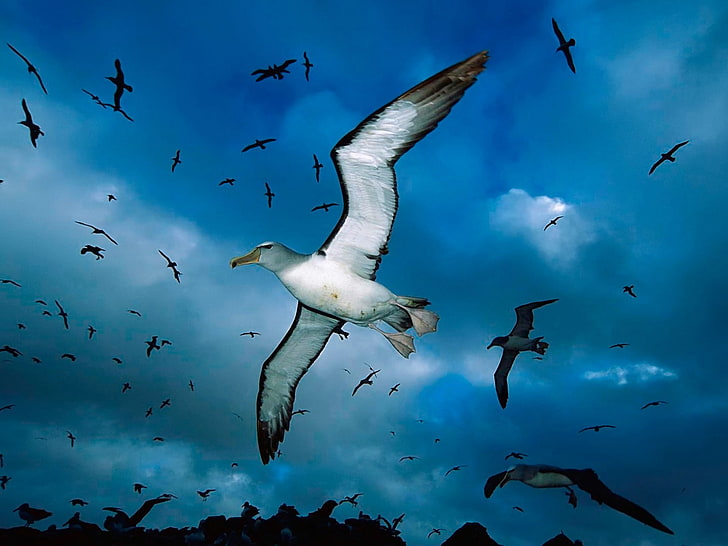 Aves, Albatroz, Animal, Pássaro, Azul, Voando, Céu, HD papel de parede