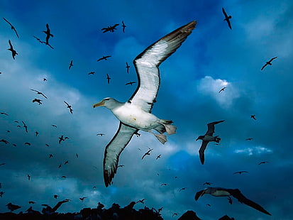 Fåglar, albatross, djur, fågel, blå, flygande, himmel, HD tapet HD wallpaper