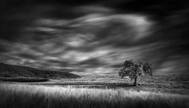 Trees, Tree, Black & White, Cloud, Field, Landscape, Lonely Tree, Nature, HD wallpaper