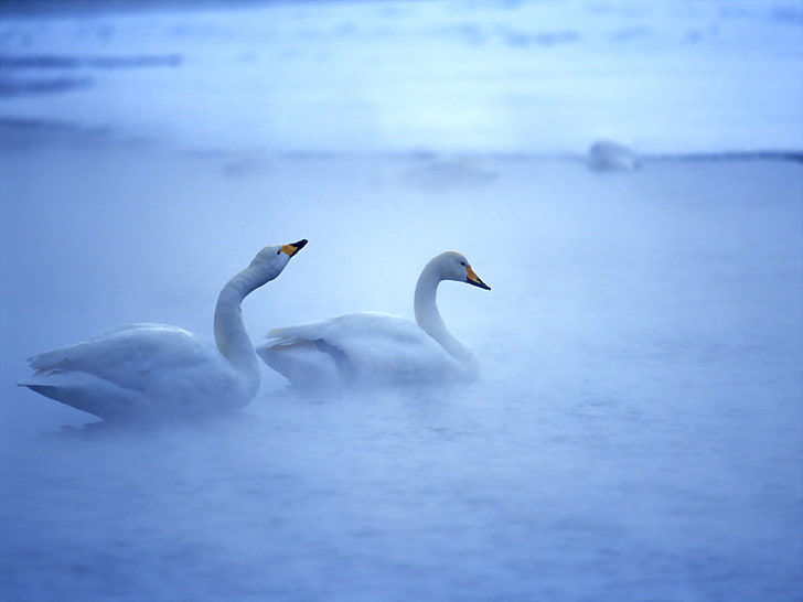 two white swans, water, birds, swans, HD wallpaper