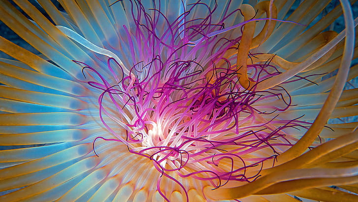 Jellyfish tentacles close-up, Georgia, Atlanta, Jellyfish, Tentacles, Georgia, Atlanta, HD wallpaper