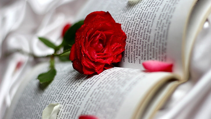 czerwona róża, książki, kwiaty, róża, Tapety HD