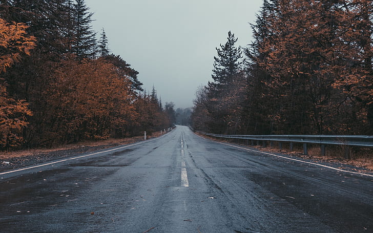 pemandangan, jalan, pohon, jatuh, hujan, basah, aspal, Wallpaper HD