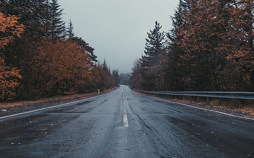 paisagem, estrada, árvores, outono, chuva, molhado, asfalto, HD papel de parede HD wallpaper