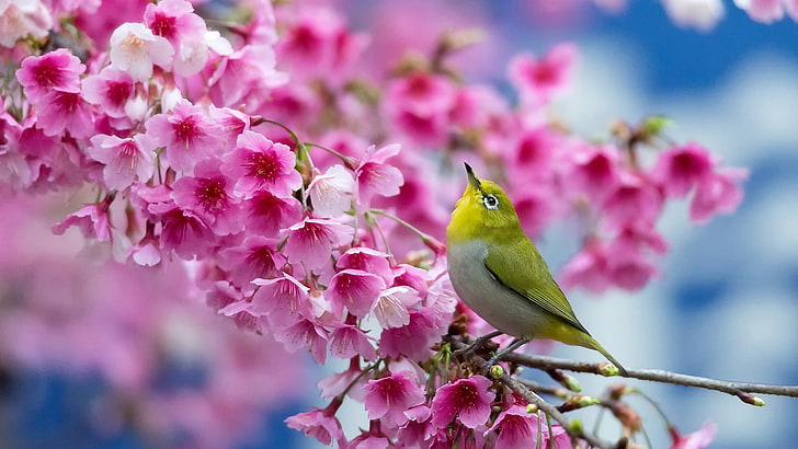 Pássaro, flores e beleza, cabo pássaro de olhos brancos, HD papel de parede